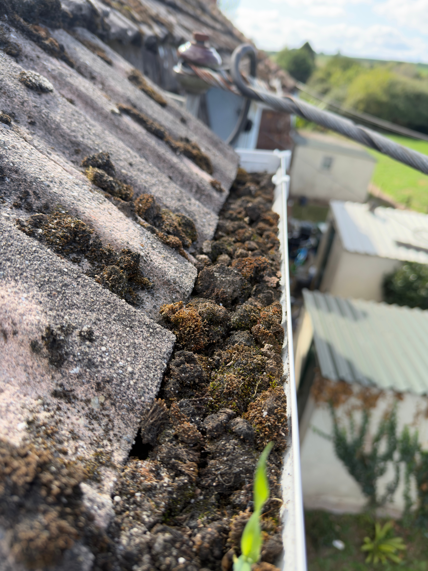 Gutter clogged with moss and debris before clearing